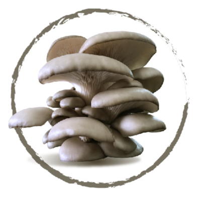 Pioppini Funghi di Treviso Pleurotus settore Industria