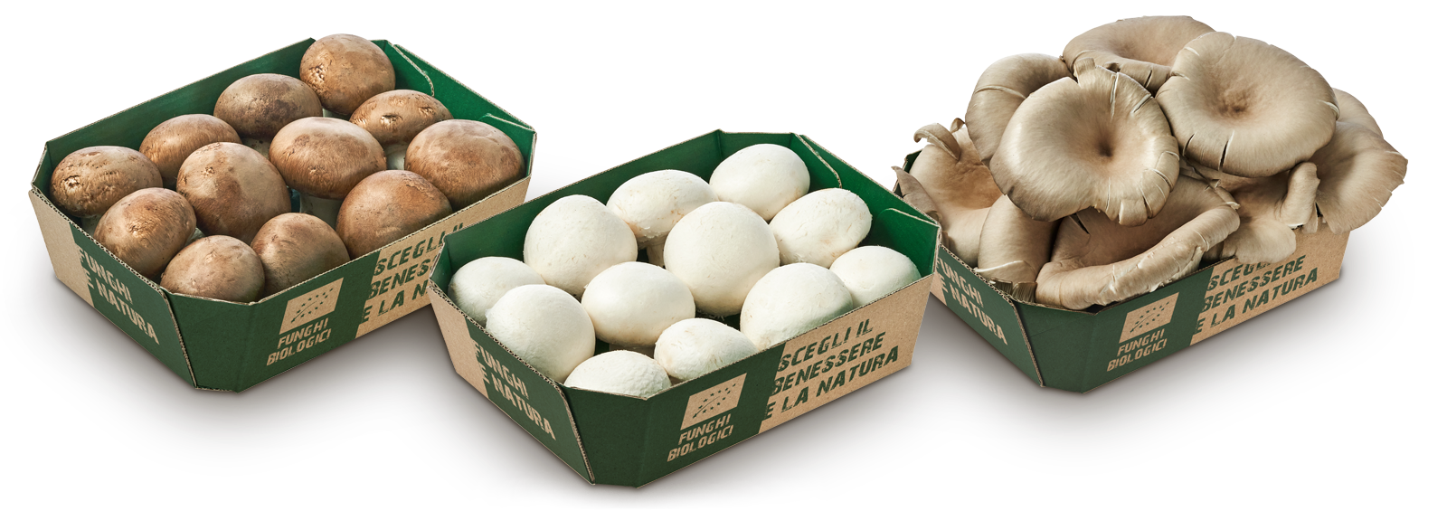 3 vaschette in cartone funghi biologici