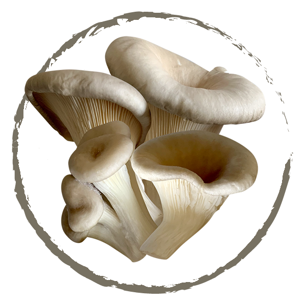 Funghi di Venere