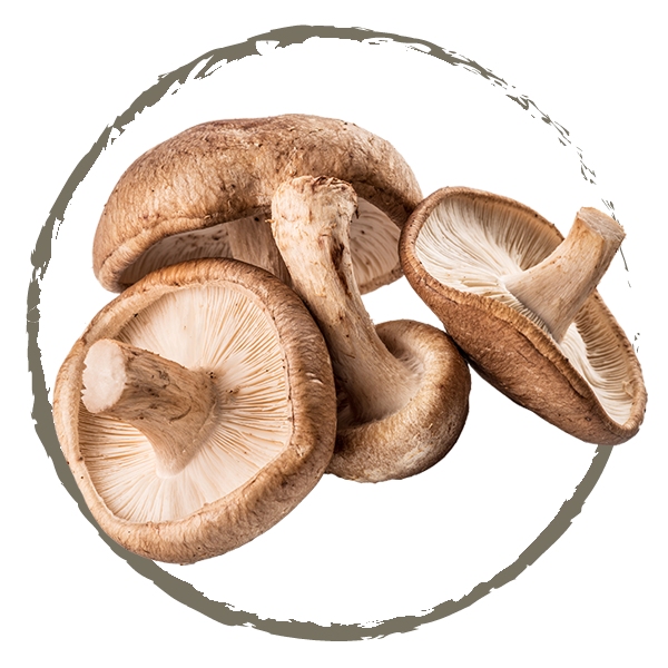Shiitake