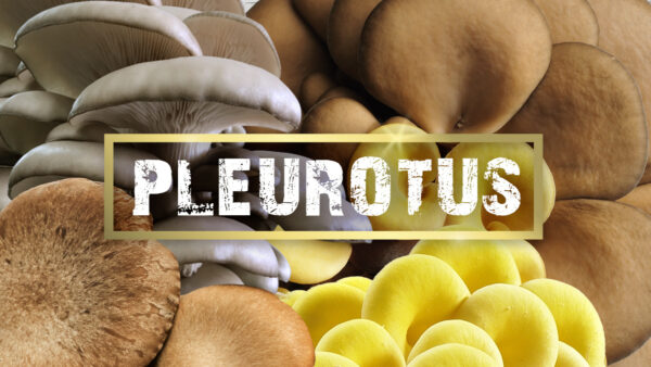 CURIOSITÁ IN TAVOLA: PERCHÉ SCEGLIERE I FUNGHI PLEUROTUS? CURIOSITÁ IN TAVOLA: PERCHÉ SCEGLIERE I FUNGHI PLEUROTUS?