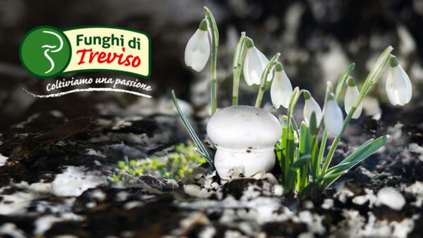 AL VIA IL PROGETTO CON ALMALANA: DA LANA ED ESAUSTO DI FUNGAIA A CONCIME ORGANICO AMMESSO IN AGRICOLTURA BIOLOGICA