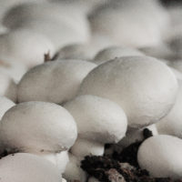 Filiera Consorzio funghi di treviso