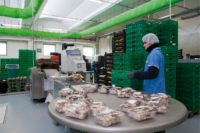 Filiera Consorzio funghi di treviso