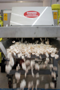 Filiera Consorzio funghi di treviso