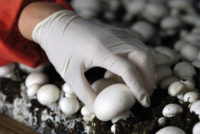 Filiera Consorzio funghi di treviso