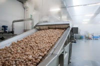 Filiera Consorzio funghi di treviso