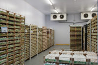 La filiera consorzio funghi di treviso