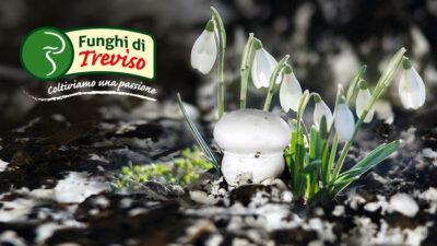 AL VIA IL PROGETTO CON ALMALANA: DA LANA ED ESAUSTO DI FUNGAIA A CONCIME ORGANICO AMMESSO IN AGRICOLTURA BIOLOGICA